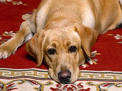 Rug Warmer